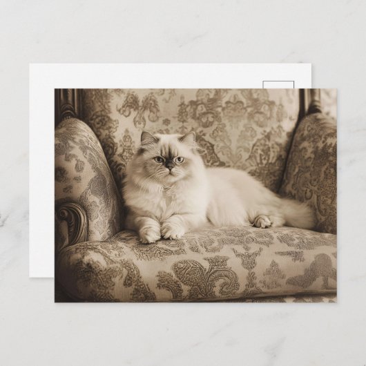 Perzische kat op een bank  stijl briefkaart (Voorkant / Achterkant)