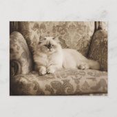 Perzische kat op een bank  stijl briefkaart (Voorkant)