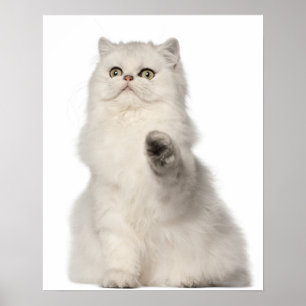 Perzische kat poster