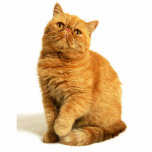 Perzische kat staand fotobeeldje<br><div class="desc">kat, Perzisch, rood, dierlijk, gezelschapsdieren, zoet, schil</div>