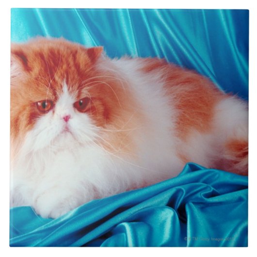 Perzische kat tegeltje (Voorkant)