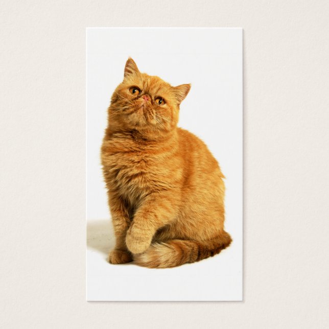 Perzische kat visitekaartjes (Voorkant)