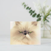 Perzische katten Briefkaarten (Staand voorkant)