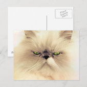 Perzische katten Briefkaarten (Voorkant / Achterkant)