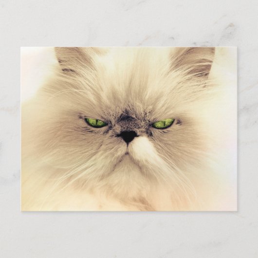 Perzische katten Briefkaarten (Voorkant)
