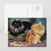 Perzische katten, rook en Sinaasappel Briefkaart (Voorkant / Achterkant)
