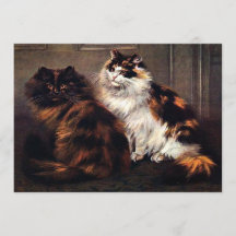 Perzische Katten Tortoiseshel #Caturday Uitnodigin