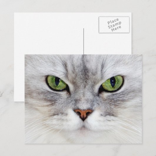 Perzische kattenportret - Briefkaart (Voorkant / Achterkant)