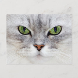 Perzische kattenportret - Briefkaart