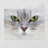 Perzische kattenportret - Briefkaart (Voorkant)