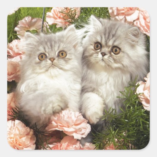 Perzische Kittens spelen in roze bloemen Vierkante Sticker (Voorkant)