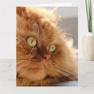 PERZISCHE ORANJE KAT MOOIE VERJAARDAG KAART