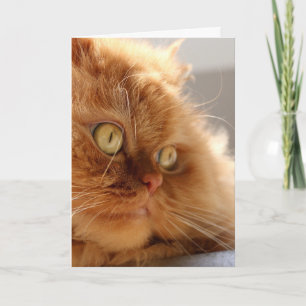 PERZISCHE ORANJE KAT MOOIE VERJAARDAG KAART