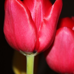 Perzische Vijver Mok