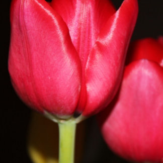 Perzische Vijver Mok