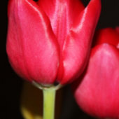 Perzische Vijver Mok