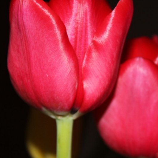 Perzische Vijver Mok