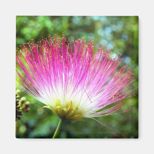 Perzische zijde boom bloem magneet (Voorkant)