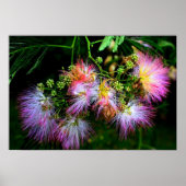 Perzische zijderoute (Mimosa) in volledige bloei Poster (Voorkant)