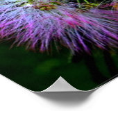 Perzische zijderoute (Mimosa) in volledige bloei Poster (Hoek)