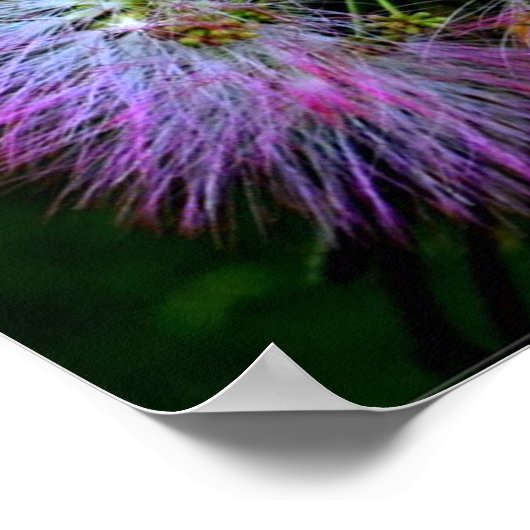 Perzische zijderoute (Mimosa) in volledige bloei Poster (Hoek)