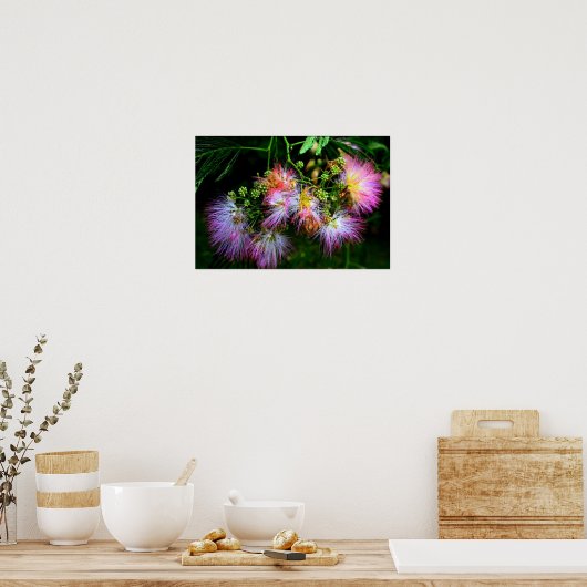 Perzische zijderoute (Mimosa) in volledige bloei Poster (Keuken)