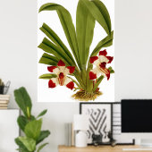 Pescatorea Klabochorum Orchidee Flower Poster (Thuiskantoor)