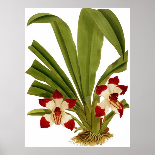Pescatorea Klabochorum Orchidee Flower Poster (Voorkant)