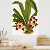 Pescatorea Klabochorum Orchidee Flower Poster (Keuken)