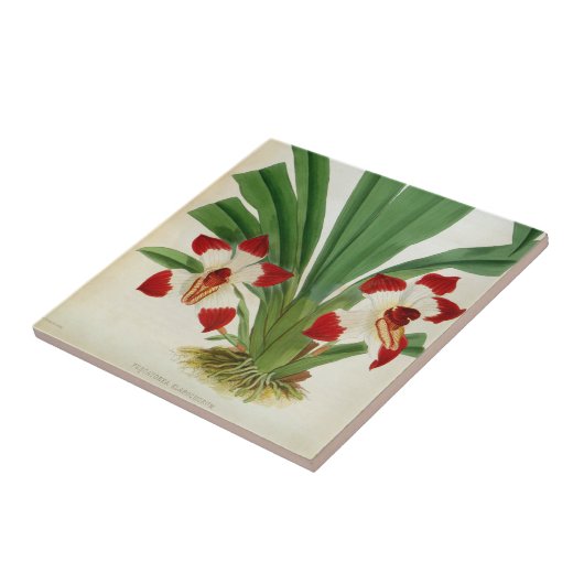 Pescatorea Klabochurum Orchid Lindenia Collectie Tegeltje (Zijkant)