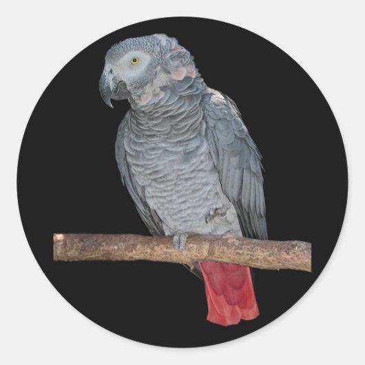 Pesky Parrot Sticker (Voorkant)
