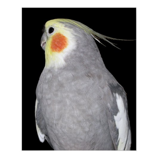 Pet Bird Cockatiel Foto Poster (Voorkant)