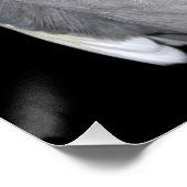 Pet Bird Cockatiel Foto Poster (Hoek)