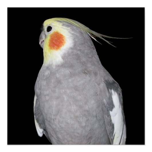 Pet Bird Cockatiel Foto Poster (Voorkant)