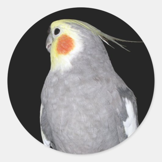 Pet Bird Cockatiel Foto Ronde Sticker (Voorkant)