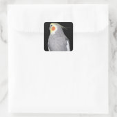 Pet Bird Cockatiel Foto Vierkante Sticker (Tas)