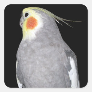 Pet Bird Cockatiel Foto Vierkante Sticker
