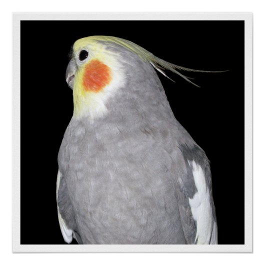 Pet Bird Cockatiel Fotografie Perfect Poster (Voorkant)