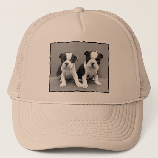 Pet Boston Terrier (Voorkant)