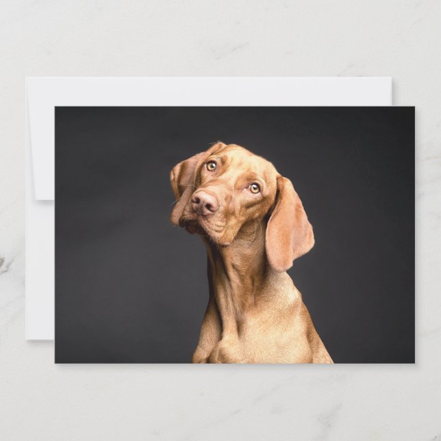 Pet Brown Beagle Dog (Voorkant)