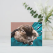 Pet Bunny Briefkaart (Staand voorkant)