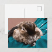 Pet Bunny Briefkaart (Voorkant / Achterkant)