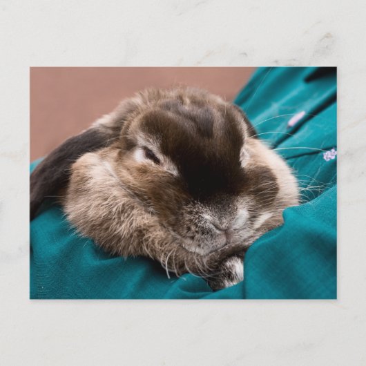Pet Bunny Briefkaart (Voorkant)