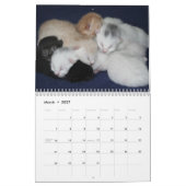 Pet Cute Kitten Cat Peace Love Destiny Kalender (Mar 2027)