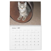 Pet Cute Kitten Cat Peace Love Destiny Kalender (Jan 2027)