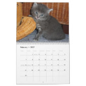 Pet Cute Kitten Cat Peace Love Destiny Kalender (Feb 2027)
