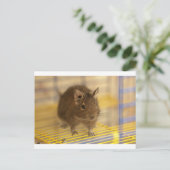 Pet degu briefkaart (Staand voorkant)