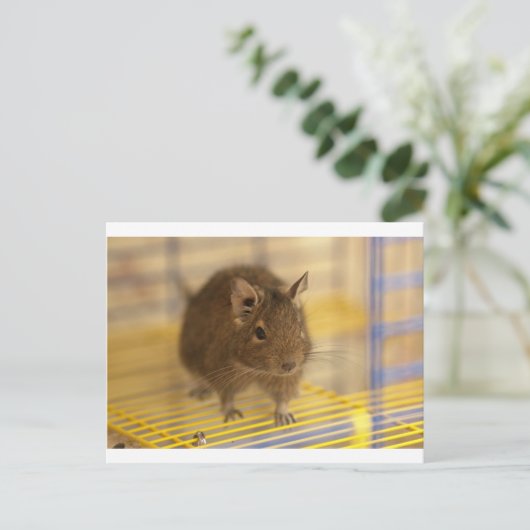 Pet degu briefkaart (Staand voorkant)