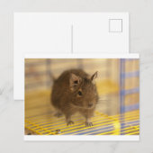 Pet degu briefkaart (Voorkant / Achterkant)