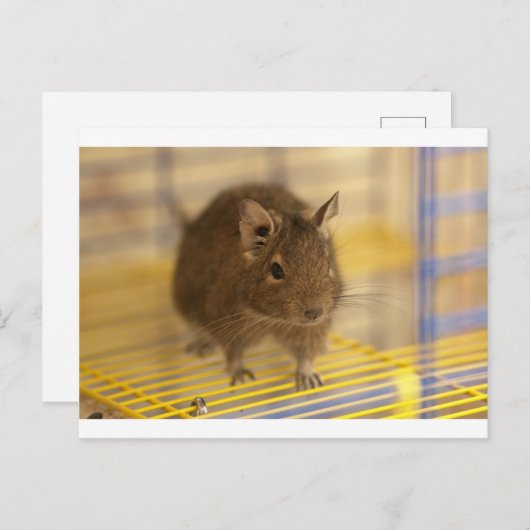 Pet degu briefkaart (Voorkant / Achterkant)